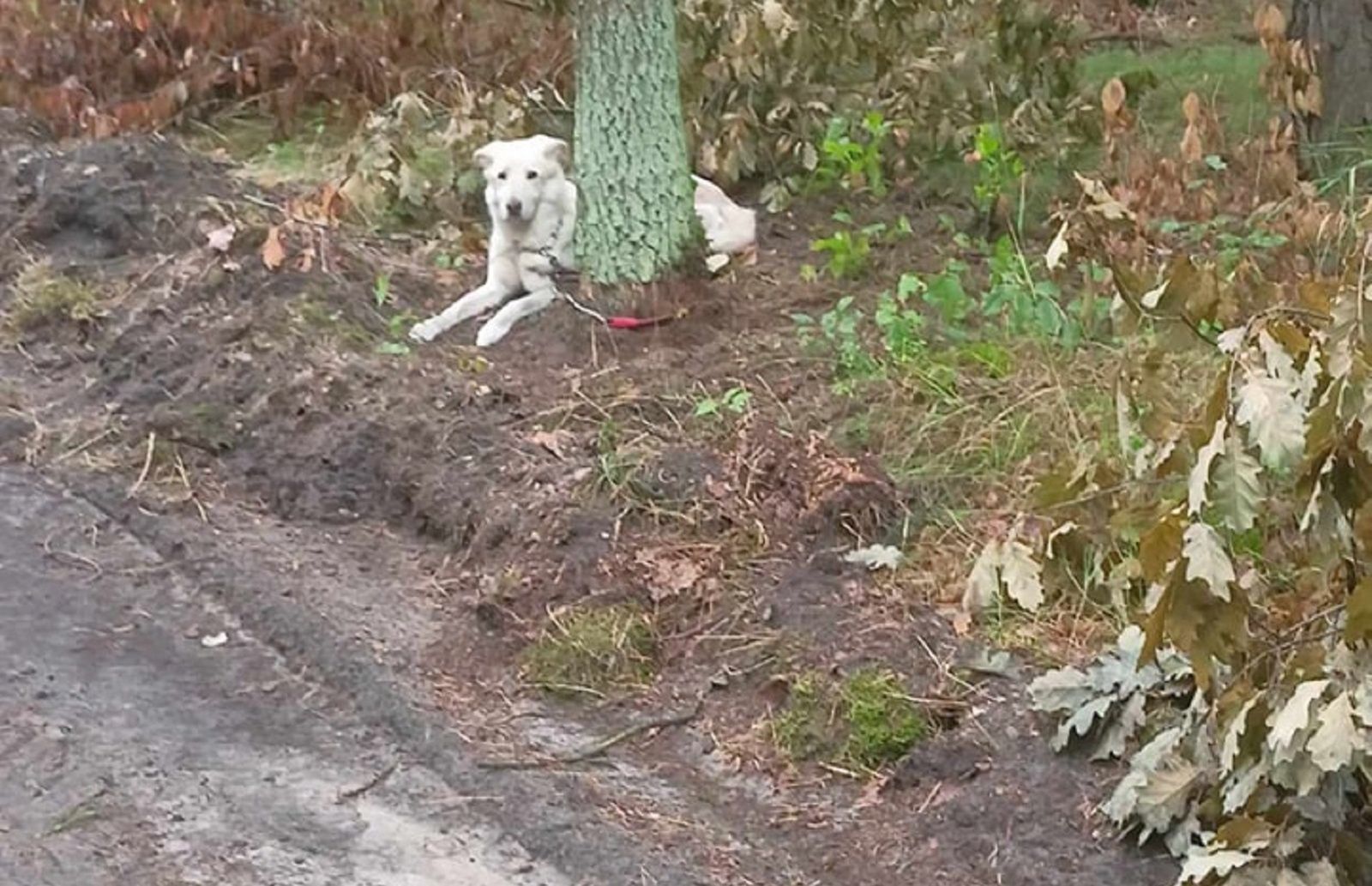 Leśnicy znaleźli go pod Bydgoszczą. W ludziach się zagotowało.
