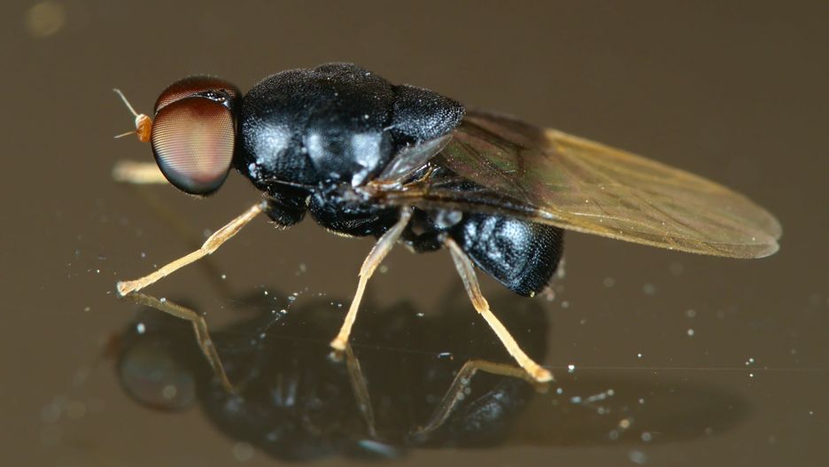 Eupachygaster tarsalis – gatunek muchówki z rodziny lwinkowatych i podrodziny Pachygastrinae. 