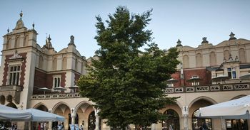 Nowe drzewa na Rynku Głównym w Krakowie. Czy okoliczne kamienice będą bezpieczne?