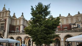 Nowe drzewa na Rynku Głównym w Krakowie. Czy okoliczne kamienice będą bezpieczne?