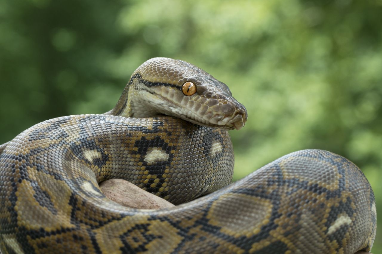 Horror in Bangkok suburb as 20kg python attacks woman washing dishes