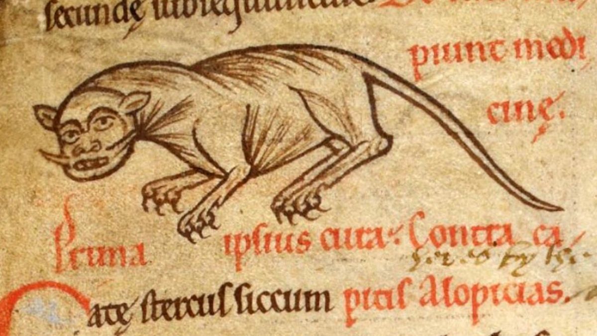 Średniowieczny kot… martwiący się o swoje futro? Miniatura z ep