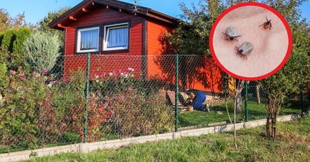 Wyrzuć z ogrodu, nim nadejdzie wiosna. Przyciągają kleszcze jak magnes