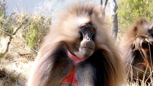 Efekt Bruce zapobiega dzieciobójstwu 1