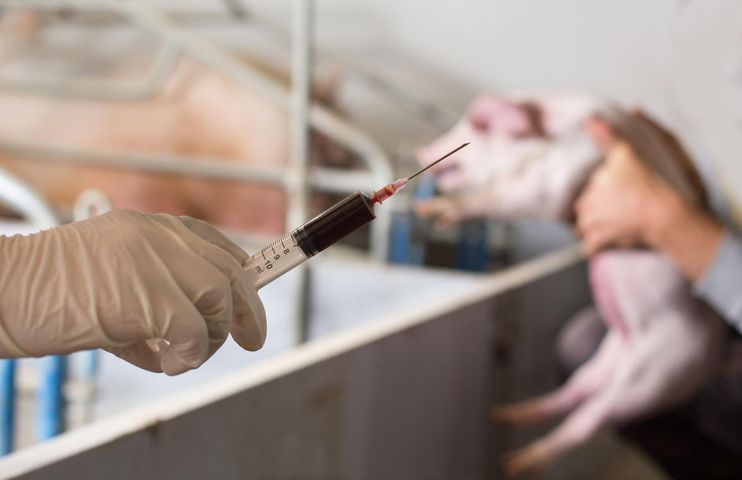 W Chinach potwierdzono zespół ostrej biegunki świń SADS-CoV