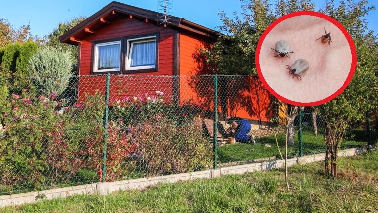 Wyrzuć z ogrodu, nim nadejdzie wiosna. Przyciągają kleszcze jak magnes