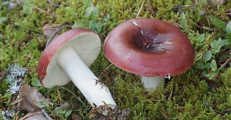 Zbieram go w lesie i już wiem, że koniec wakacji blisko. W kuchni do podania na surowo i z patelni