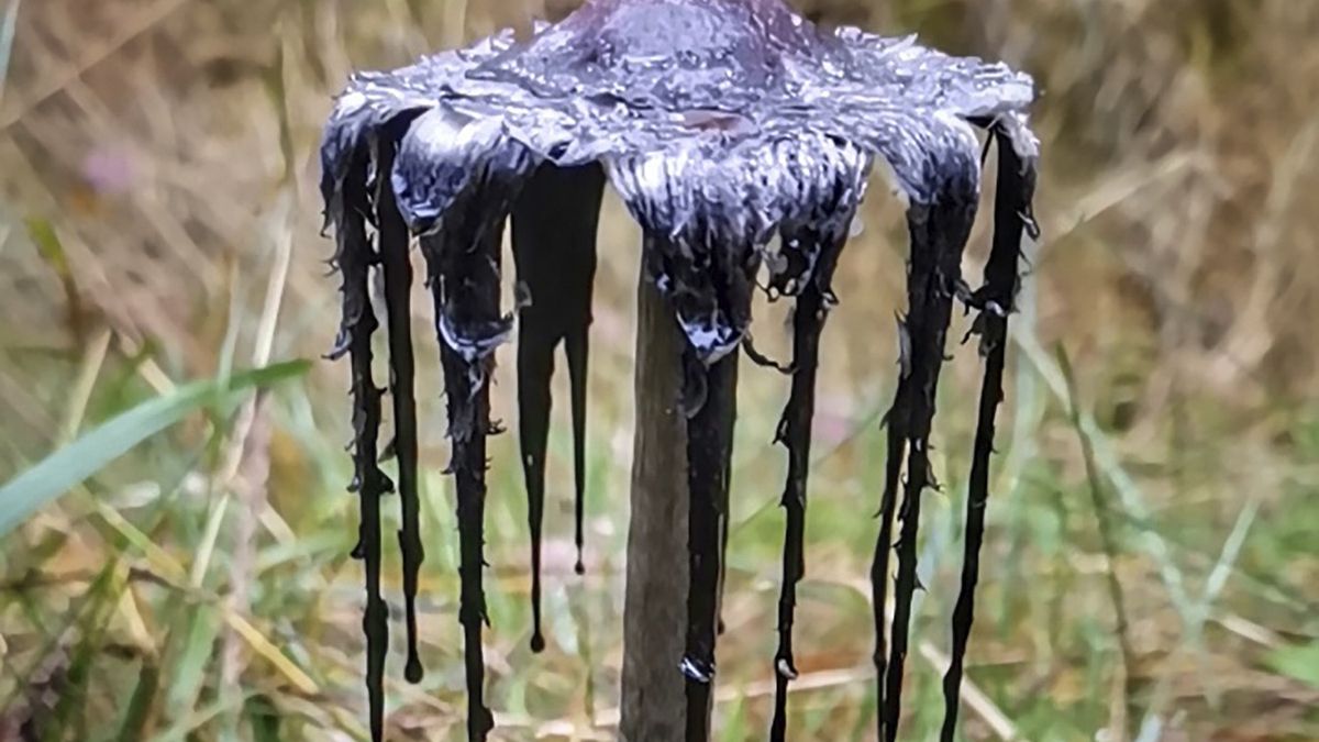 Leśnicy pokazali zdjęcia czernidłaka