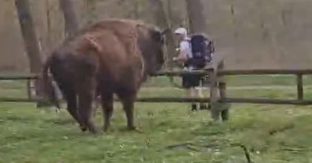 Myślał, że żubr nic nie zrobi. Film obejrzało już milion osób