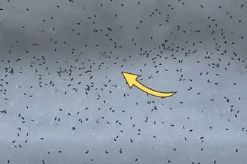 Setki a nawet tysiące. Ruszają się i skaczą. Leśnicy nagrali na śniegu