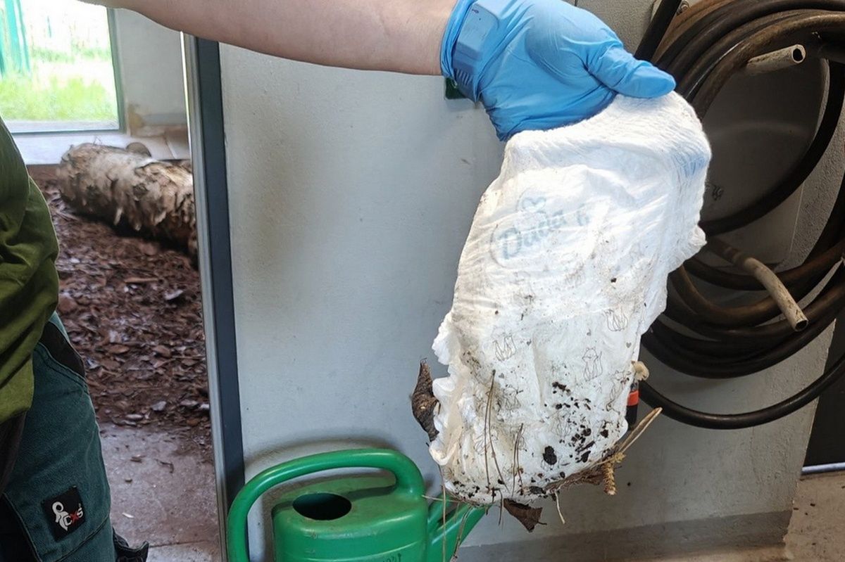 Zużyta pielucha znaleziona na wybiegu mrówkojadów w poznańskim zoo. "To przekroczenie granicy”