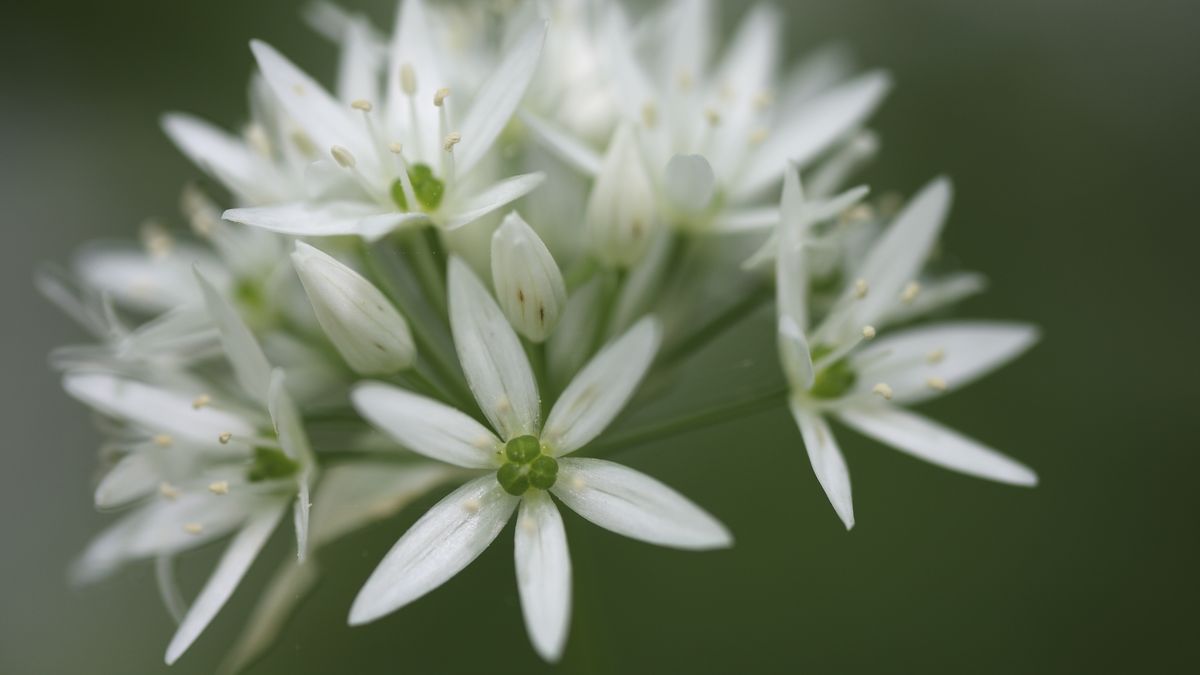 Czosnek niedźwiedzi. Kiedy najlepiej sadzić cebulki?