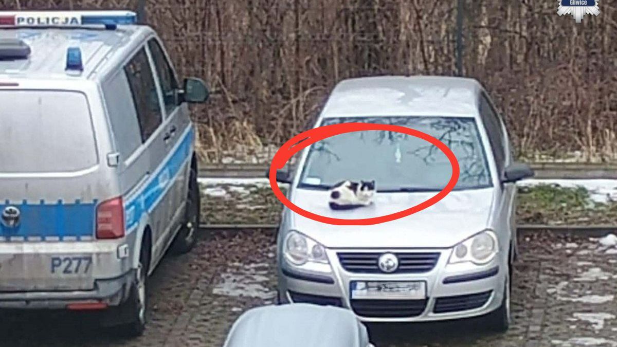 Pyskowiccy policjanci od lat opiekują się wolno żyjącymi kotami