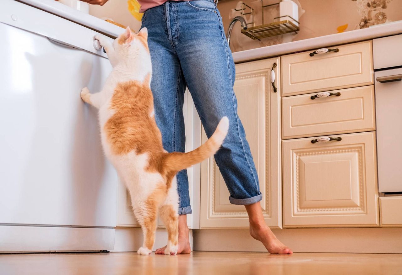 Cats standing on two paws, a secret communication gesture?