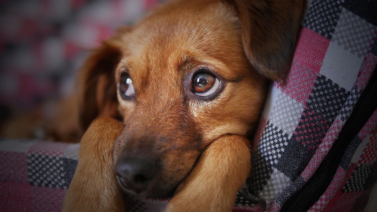 Stress signals: How your mood affects your dog's vet visit