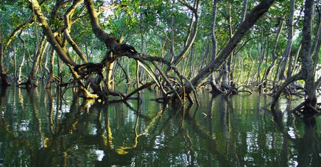 Ten las nie powinien istnieć. Pozwoli naukowcom przewidzieć przyszłość klimatu