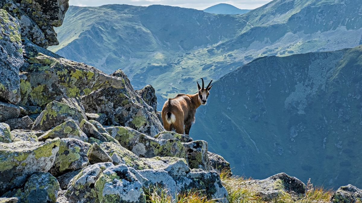 Zwierzęta skalistych obszarów