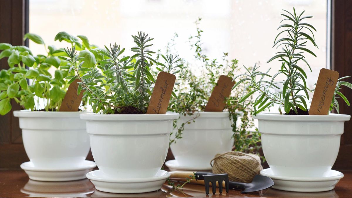 Zioła w doniczkach na parapecie