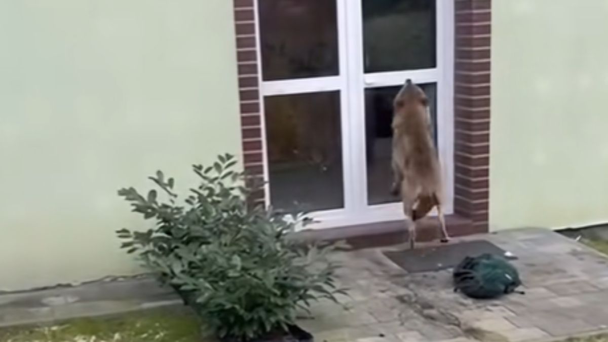 Wilk wparował do ogrodu. 