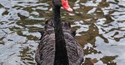 Śląsk. Uciekinier na stawie w Goczałkowicach-Zdroju, prawdopodobnie przybył z minizoo