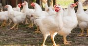 Ukraiński gigant inwestuje. "Zagrożenie dla polskiego drobiu"
