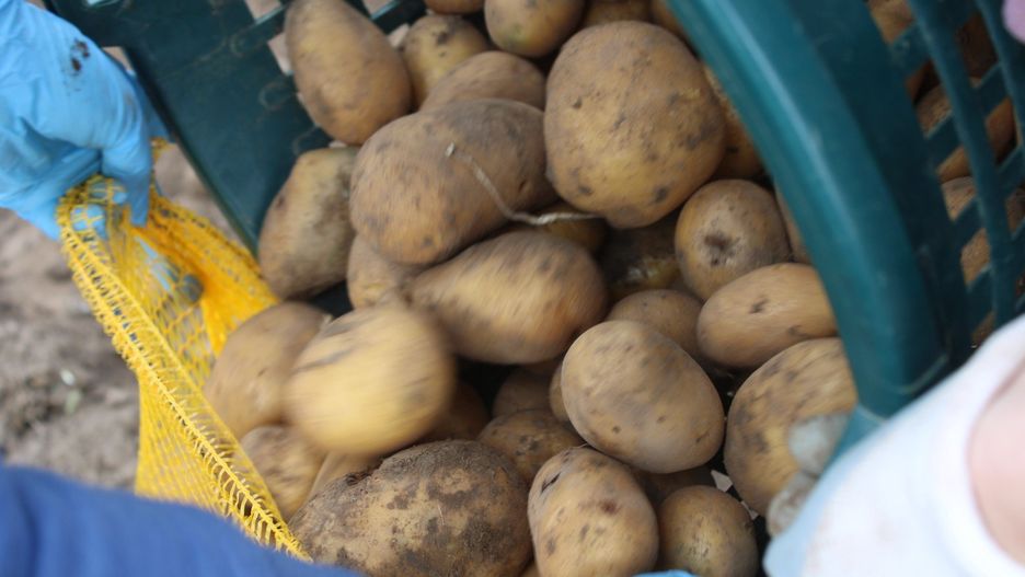 Wykopki na podkrakowskiej wsi - pokaz dawnych prac