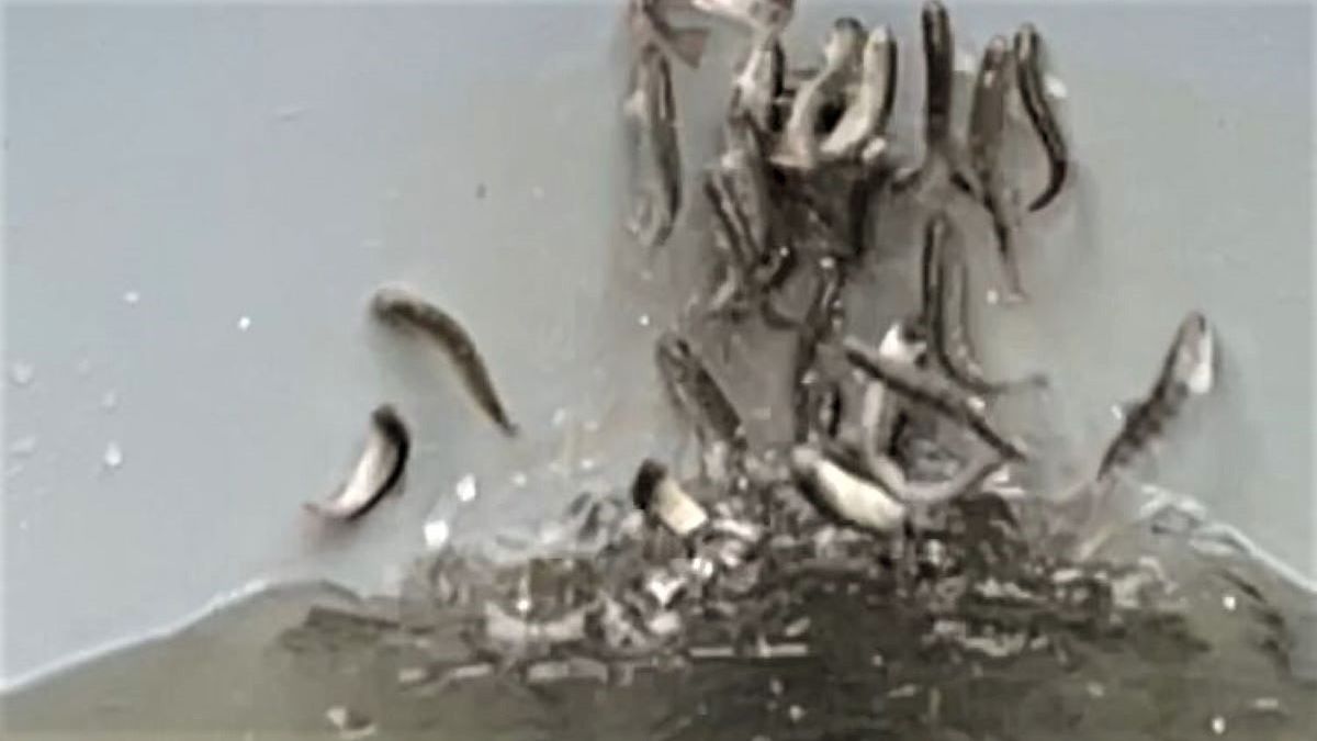 Łososie zachowywały się irracjonalnie 