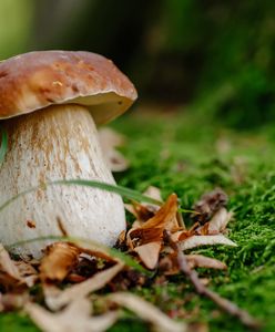 Grzybobranie trwa w najlepsze. Straż Leśna pilnuje przestrzegania zasad