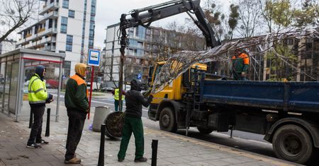 Warszawa. Kilka tysięcy nowych drzew w stolicy. W weekend sadzenie na Żoliborzu