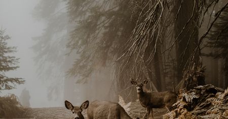 Rozmawialiśmy z Justyną Zduńczyk, laureatką Sony World Photography Awards 2018