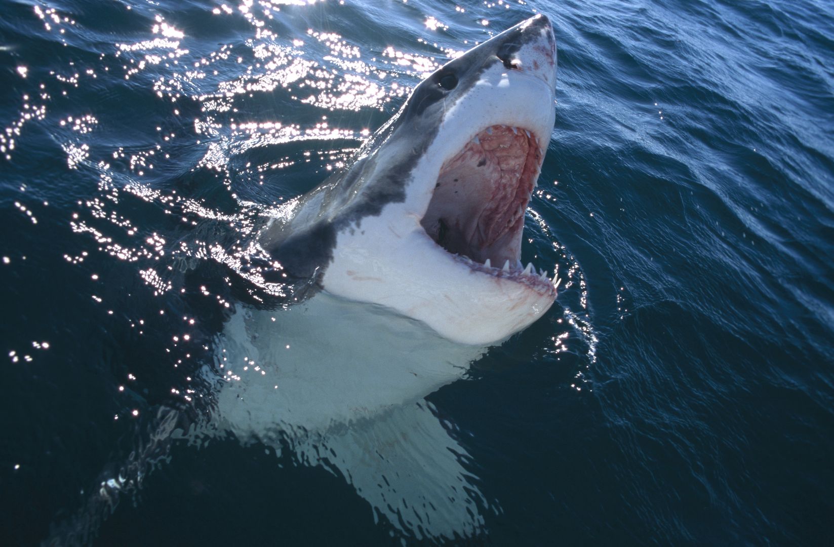 Brutalny atak rekina w Australii. Mężczyzna nie przeżył