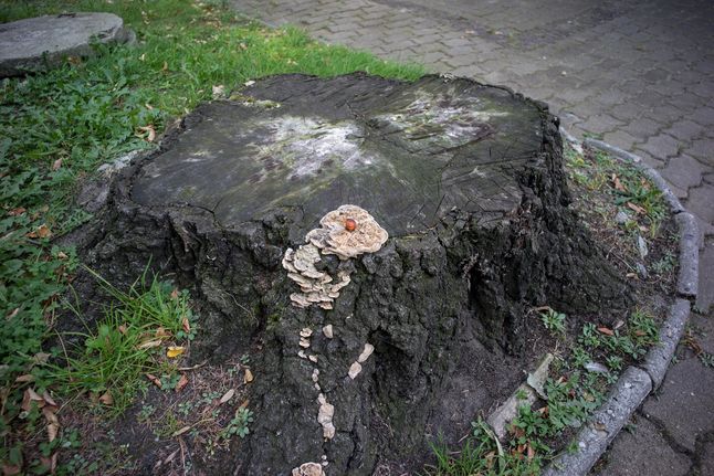 417847900596885362