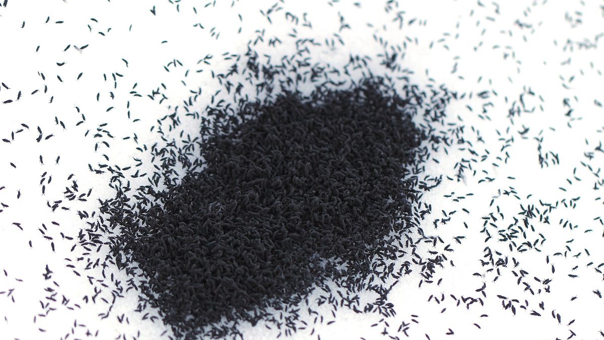 Pchły śnieżne spotkać można w okresie zimowym na terenie lasów oraz parków