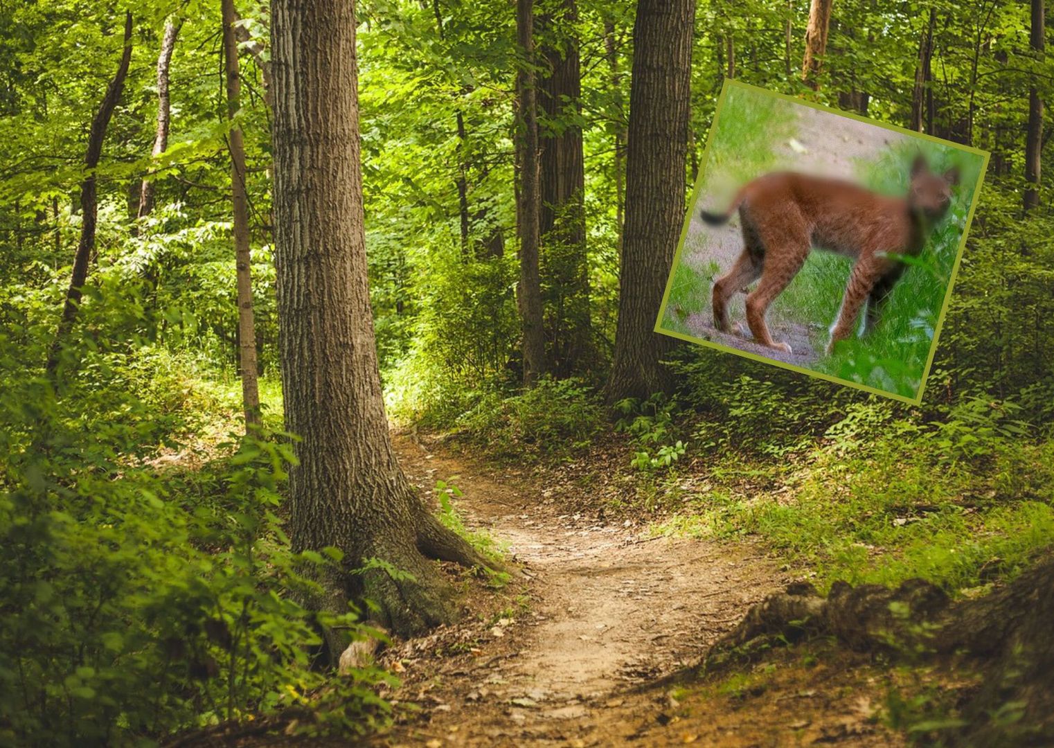 Znany fotograf spotkał go w lesie. Myślał, że to lis