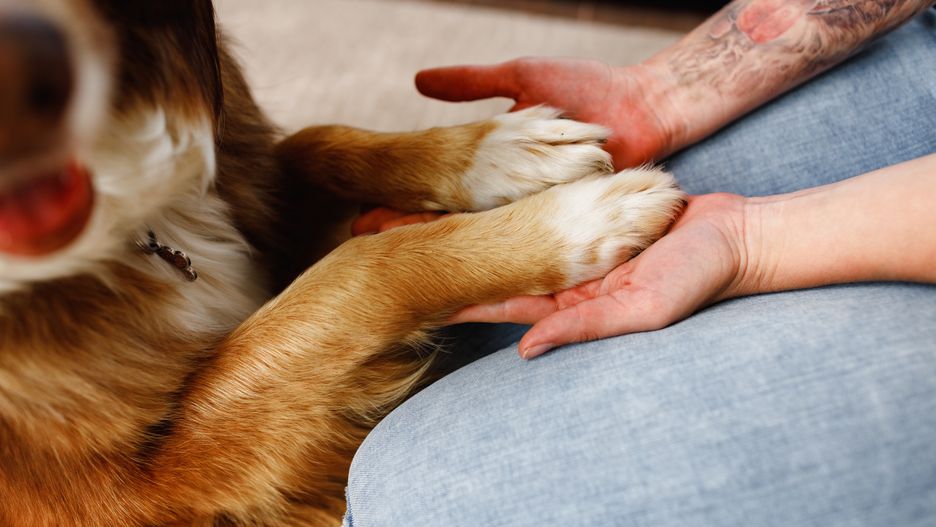 Twój psiaki wykonuje ten gest?