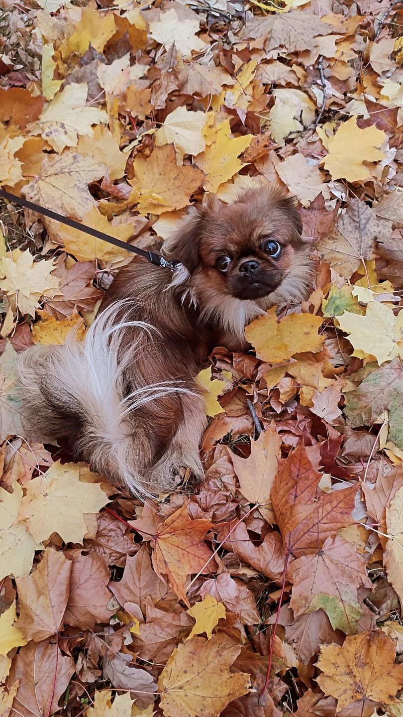 Dzień Kundelka na Pudelku! Nasi czytelnicy dzielą się z nami zdjęciami swoich pupili 
