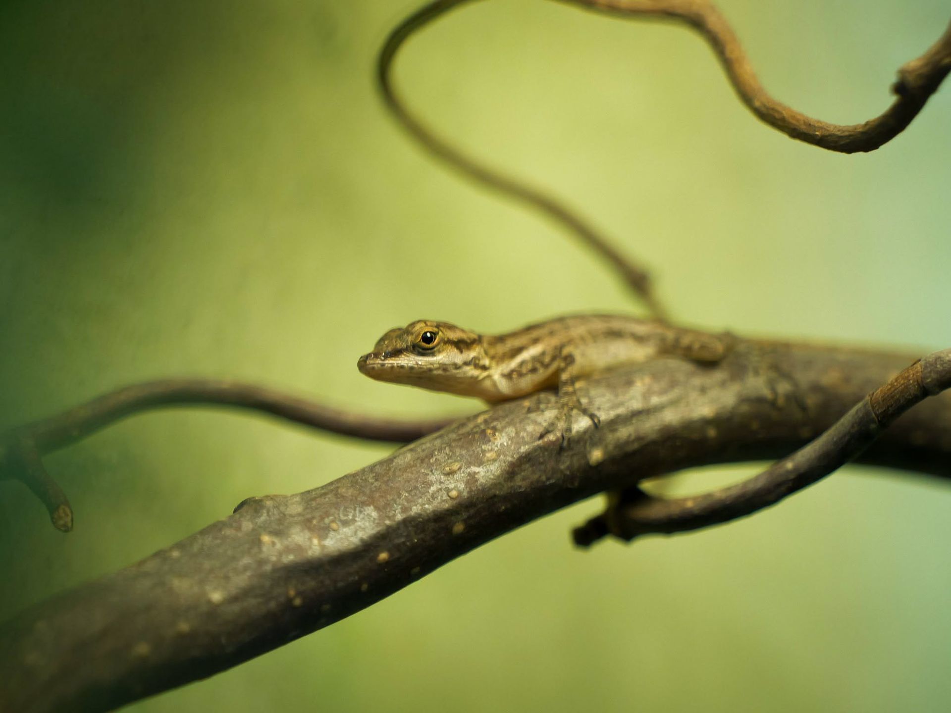 Młode anolisy sabańskie urodzone w płockim ZOO