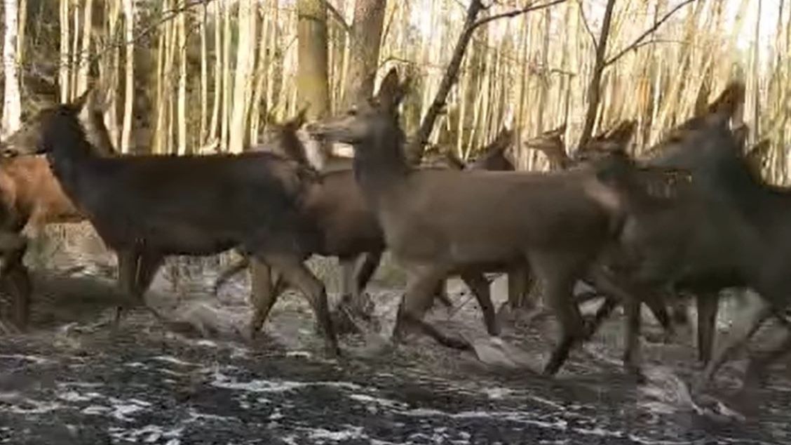 Fotopułapka uchwyciła chmarę jeleni 