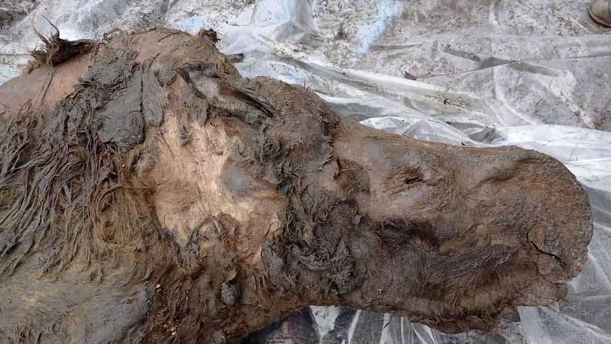 Niesamowite odkrycie na Syberii