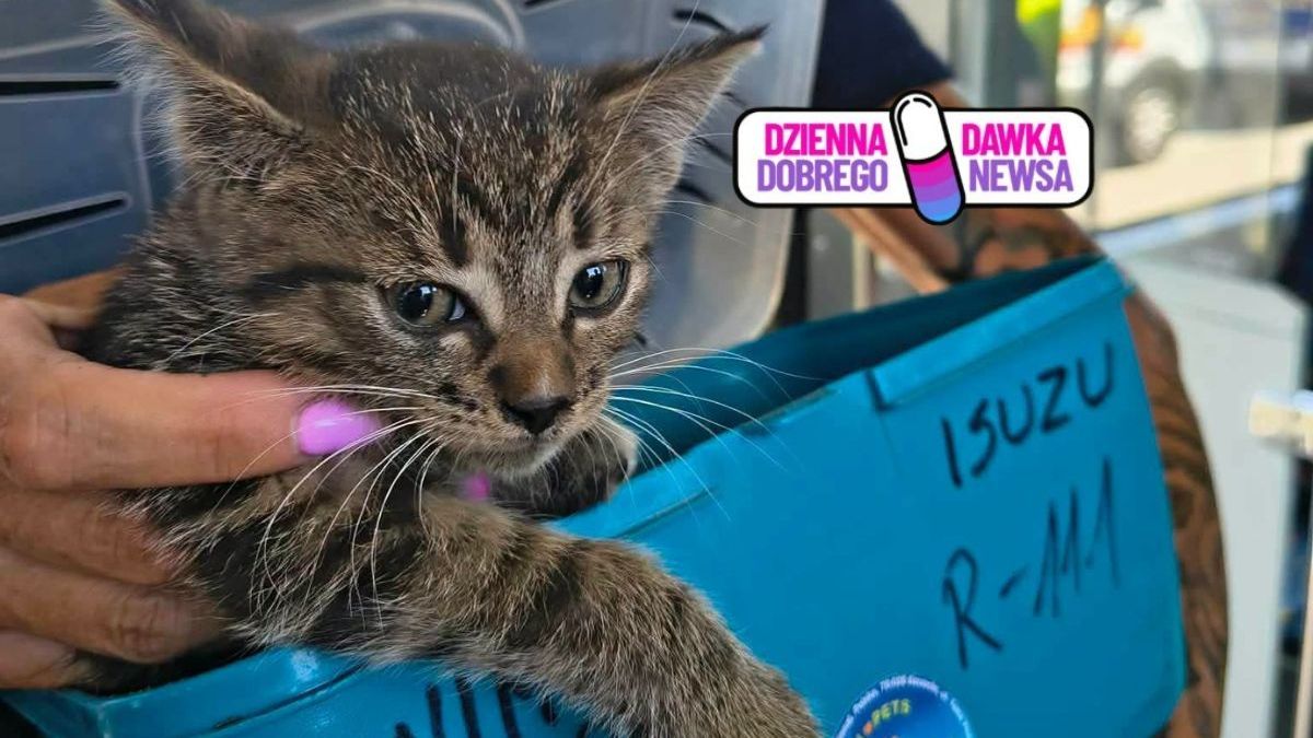 Kotek Szynek zatrzymał tramwaje w Łodzi
