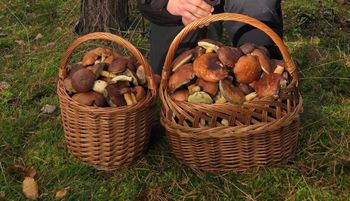 2 godziny w lesie. Pokazał efekty. "Paweł, weź nie drażnij"