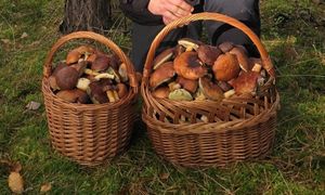 2 godziny w lesie. Pokazał efekty. "Paweł, weź nie drażnij"