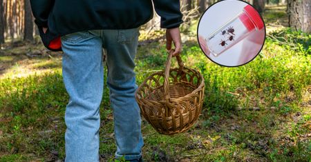 Mroźna zima nie pomogła. Te zwierzęta i tak będą atakować ludzi