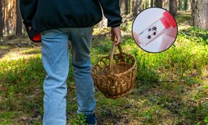 Mroźna zima nie pomogła. Te zwierzęta i tak będą atakować ludzi