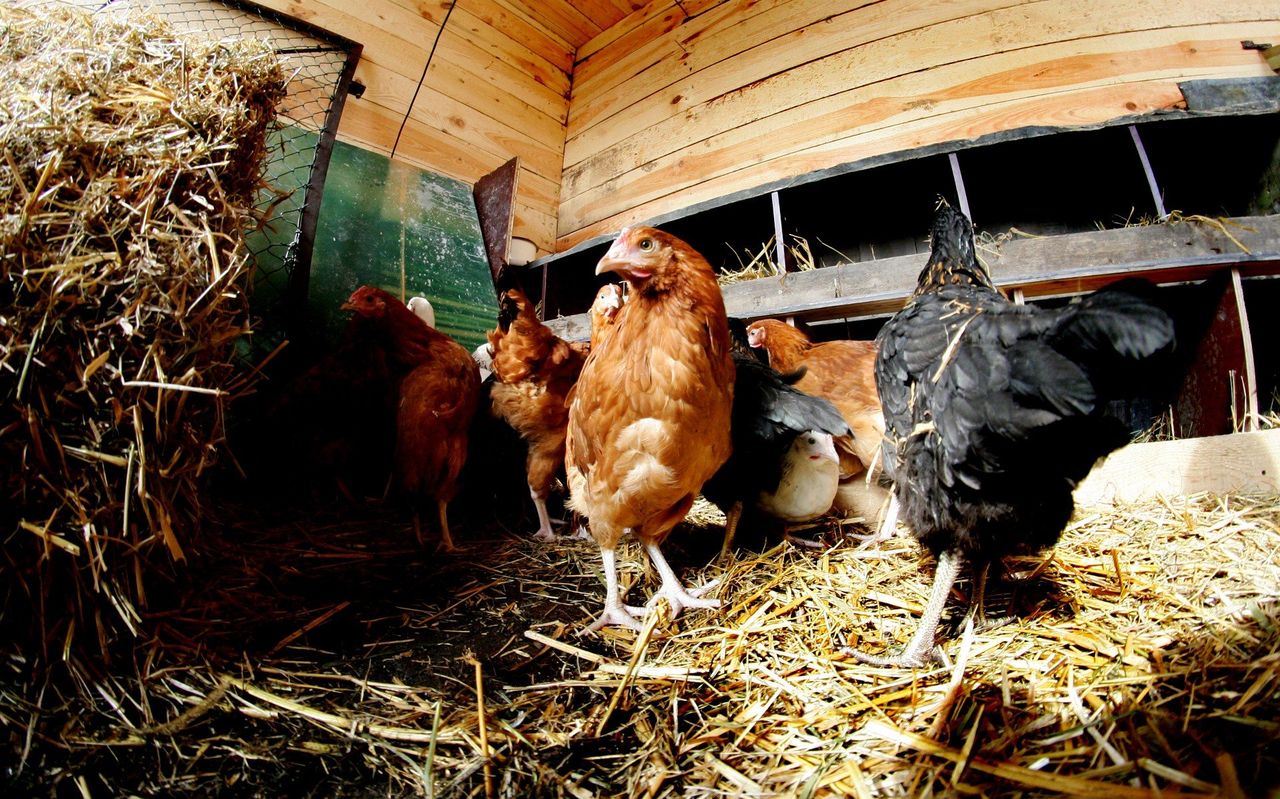 Baruchowo: Potwierdzono kolejne ognisko rzekomego pomoru drobiu