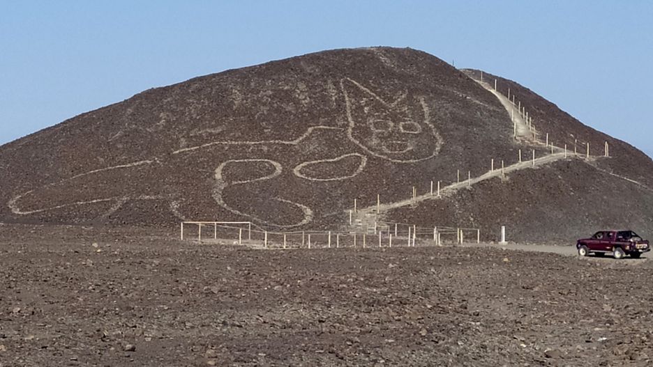 Kot z Nazca w Peru