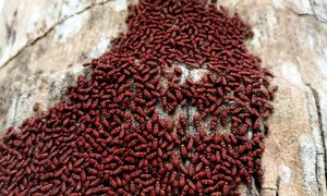 Reaguj, gdy zobaczysz w ogrodzie. Wkrótce może być za późno