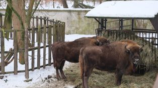 Nie było ich tysiąc lat. Żubry wracają do Szwajcarii