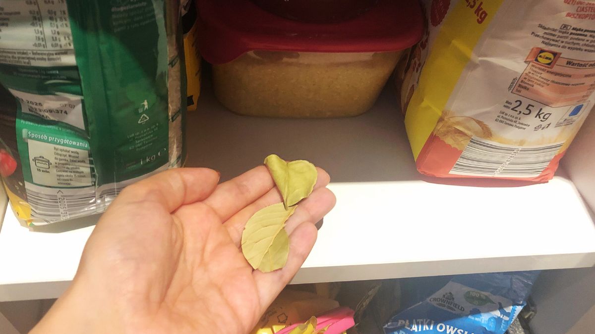 Liść laurowy to skuteczna broń na mole spożywcze