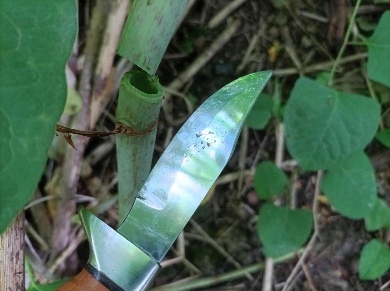 Rdestowiec japoński niszczy budynki i drogi. Za jego posiadanie grozi grzywna, a nawet więzienie. Jak legalnie się go pozbyć?